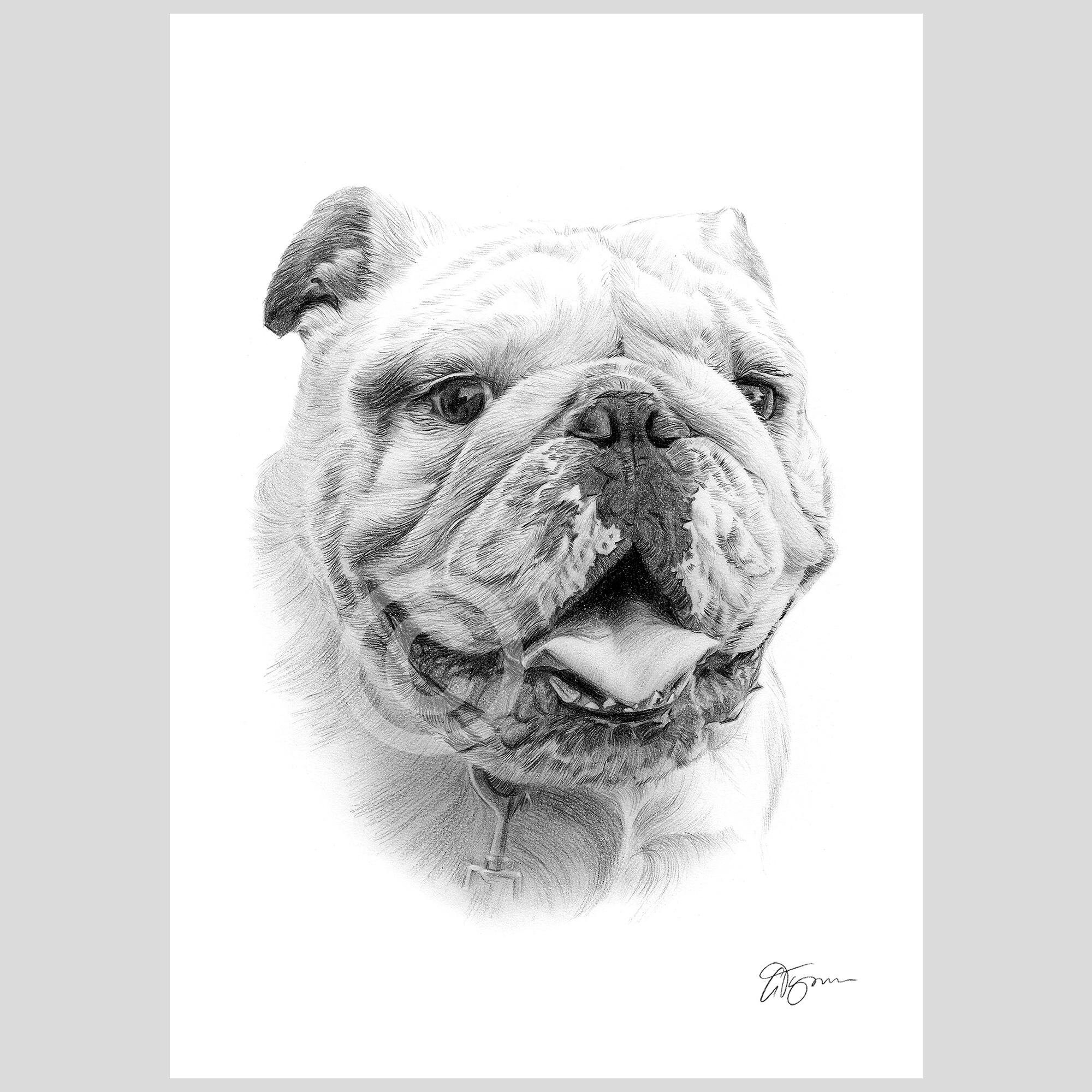 English Bulldog Pencil Drawing Artwork Print | Signed by Artist G