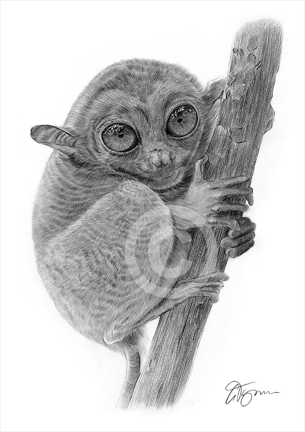 Baby Koala Pencil Drawing Print Wildlife Art Artwork Signed by Artist Gary  Tymon 2 Sizes Ltd Ed 50 Prints Only Pencil Portrait 