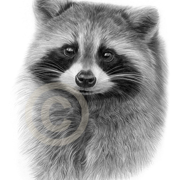 Raccoon artwork - wildlife art print - pencil drawing - artwork signed by artist Gary Tymon - Ltd Ed 50 prints - 2 sizes - animal portrait