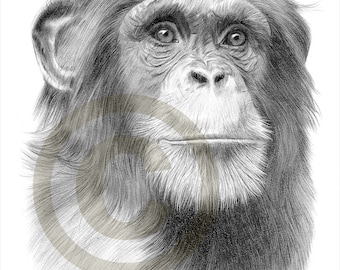 Chimpanzee art - Chimp pencil drawing print - artwork signed by artist Gary Tymon - 2 sizes - Ltd Ed 50 prints only - pencil portrait