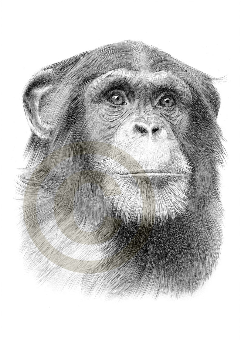Chimpanzee art Chimp pencil drawing print artwork signed | Etsy