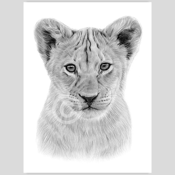 鉛筆画　ライオン　赤ちゃん ライオンの子の鉛筆画 - 野生動物の肖像画（デジタルダウンロード
