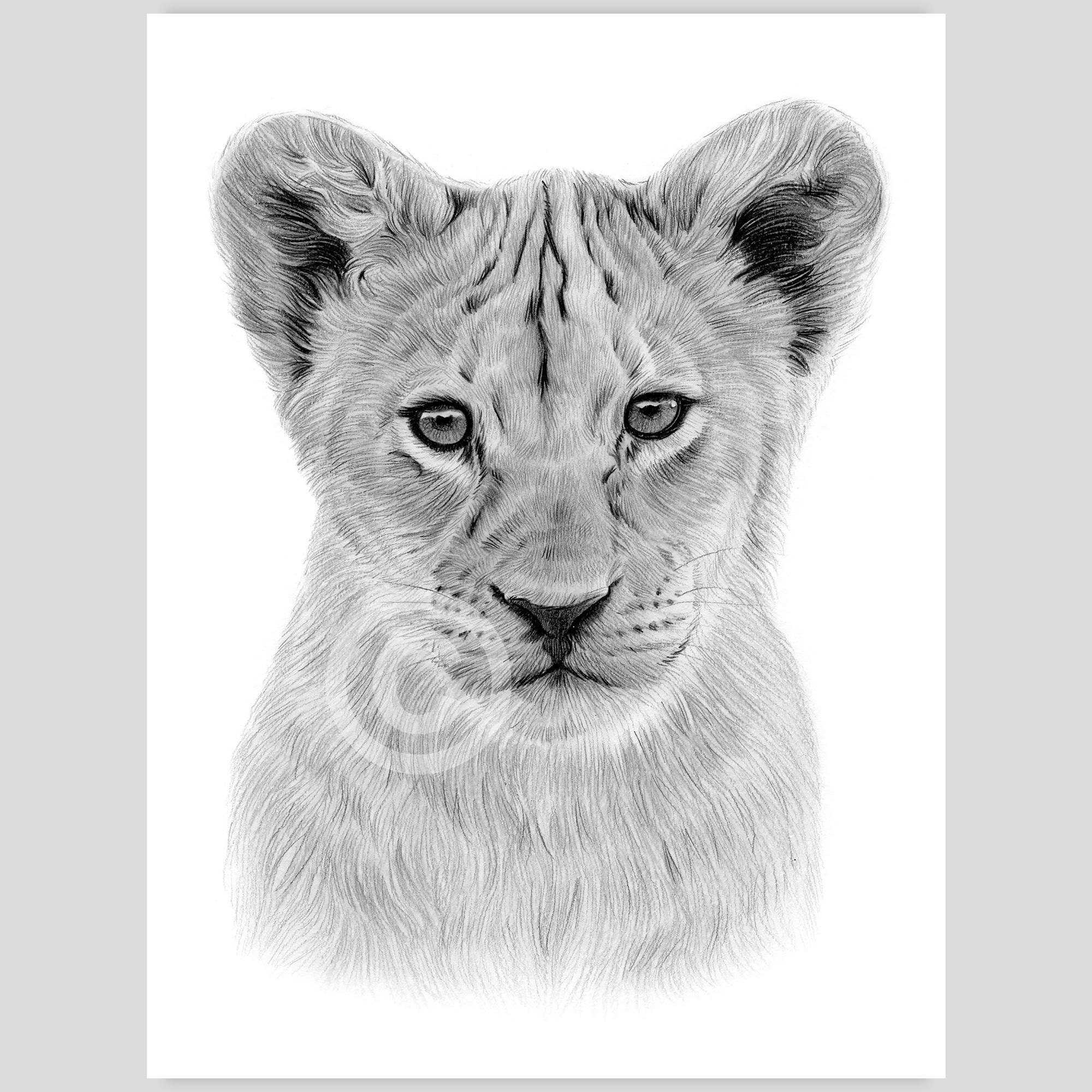 ライオンの子の鉛筆画 - 野生動物の肖像画（デジタルダウンロード