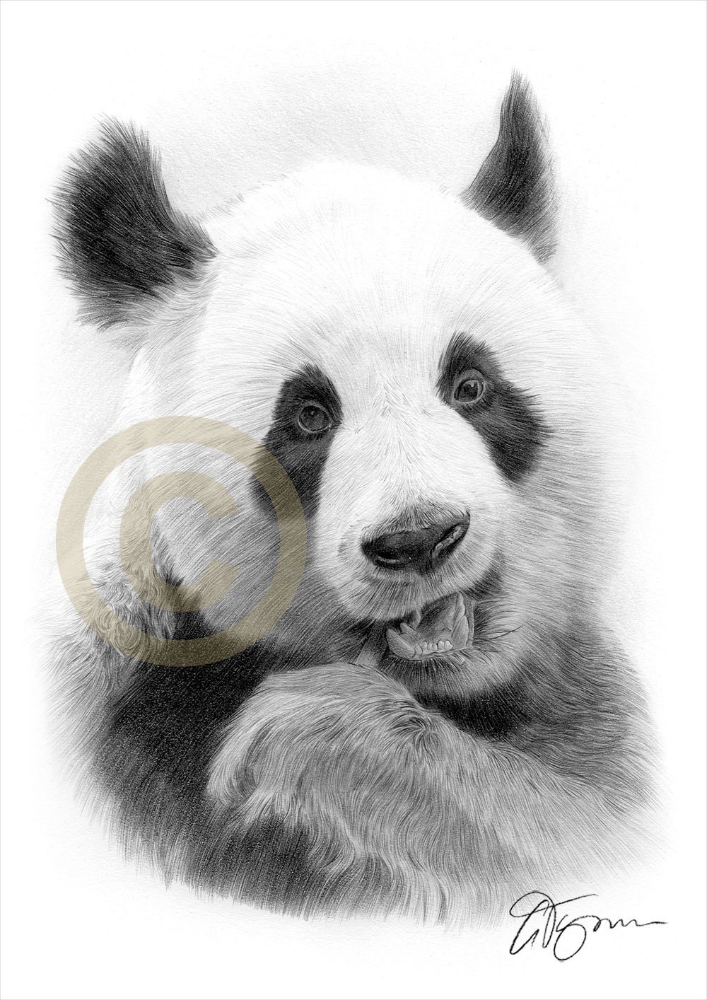 pintura panda  Panda drawing, Panda sketch, Panda art