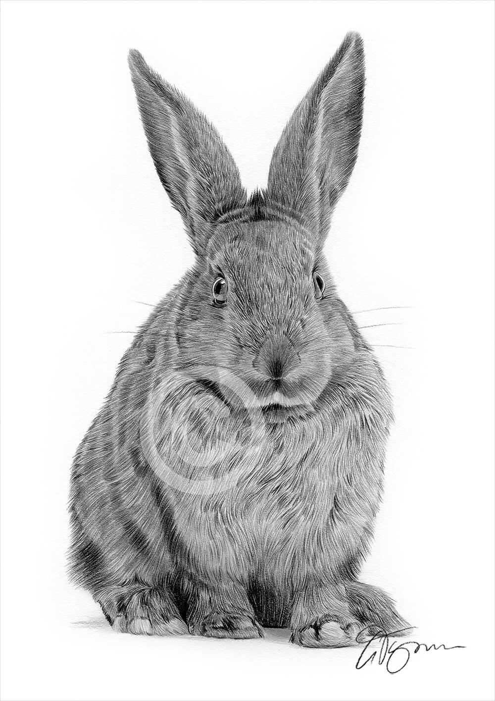 kaninchen kunstwerk bleistiftzeichnung druck hase kunst etsy
