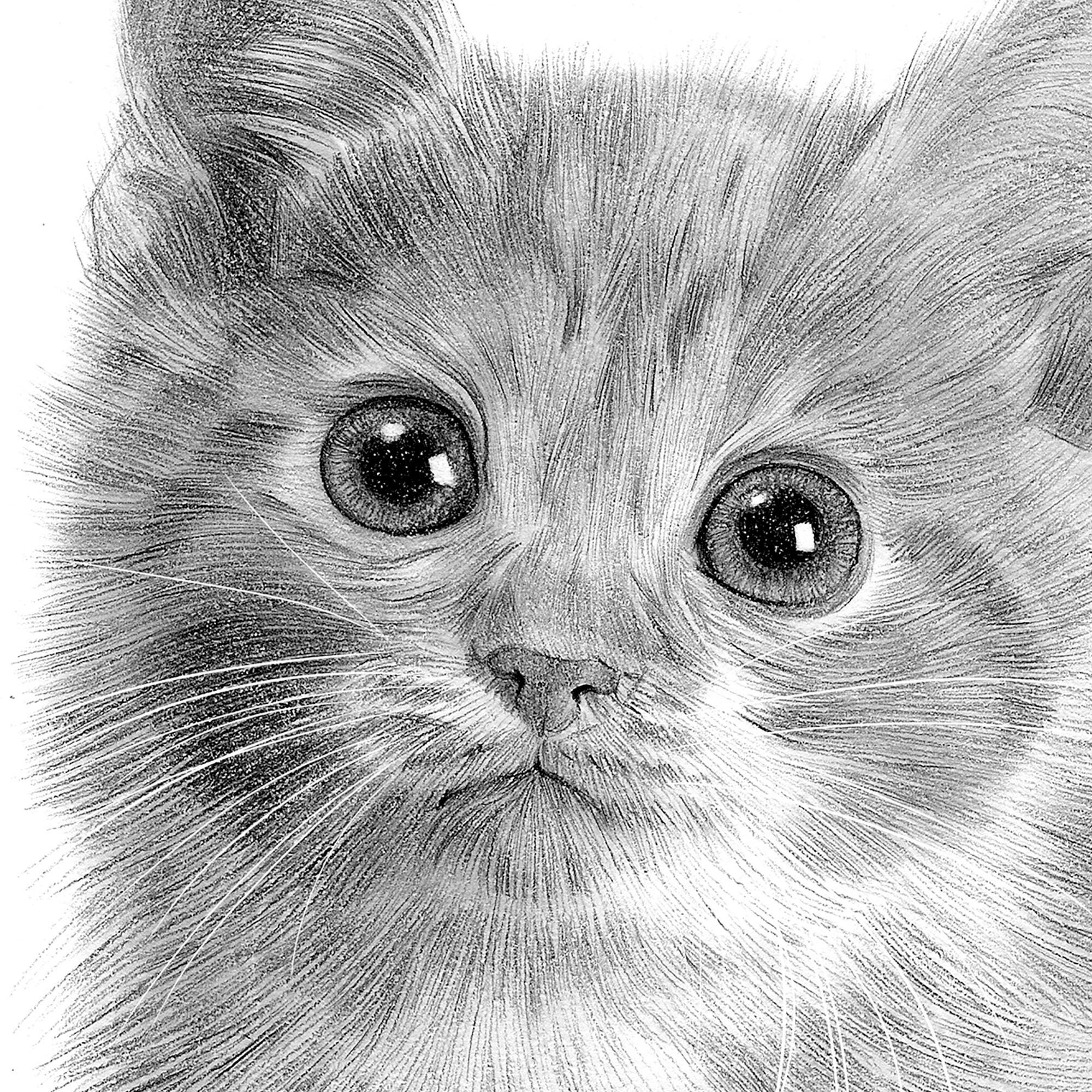 子猫の鉛筆画プリント｜アーティストGary Tymonのサイン入りアート