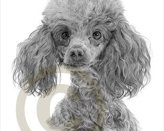 Dog Toy Poodle tirage au crayon - format A4 - oeuvre signée par l’artiste Gary Tymon - Ltd Ed 50 tirages uniquement - portrait au crayon