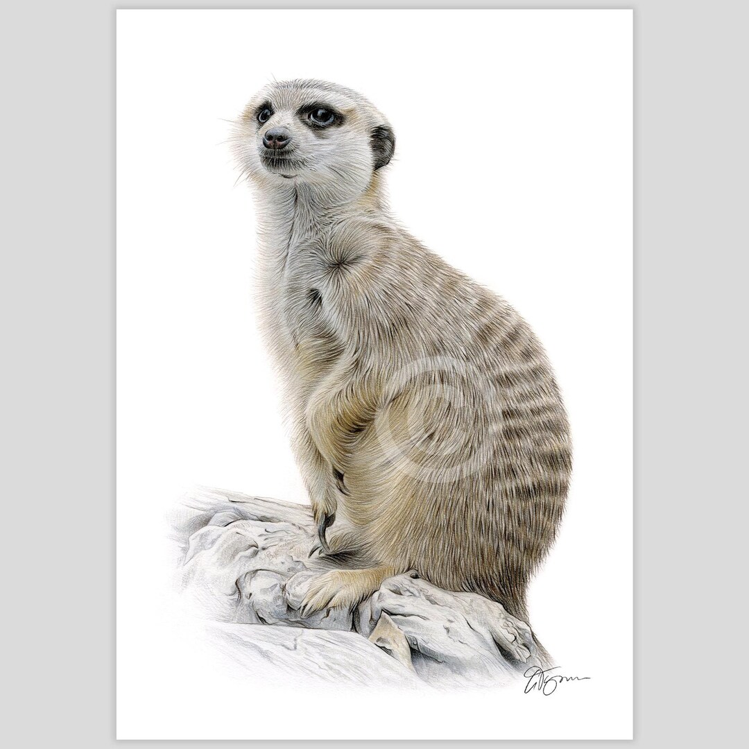 Meerkat Portrait Print Signed Color Pencil Drawing Wildlife Wall Art Meerkat Portrait Print Signed Color Pencil Drawing Wildlife Wall Art