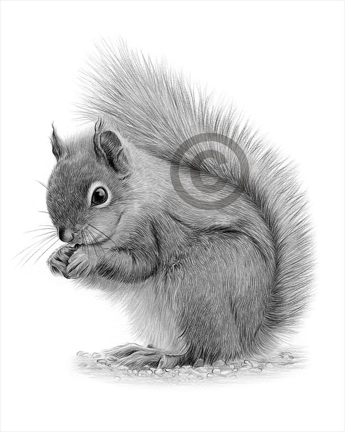 Squirrel Illustration Drawing Sketch Art Graphic by Topstar · Creative  Fabrica