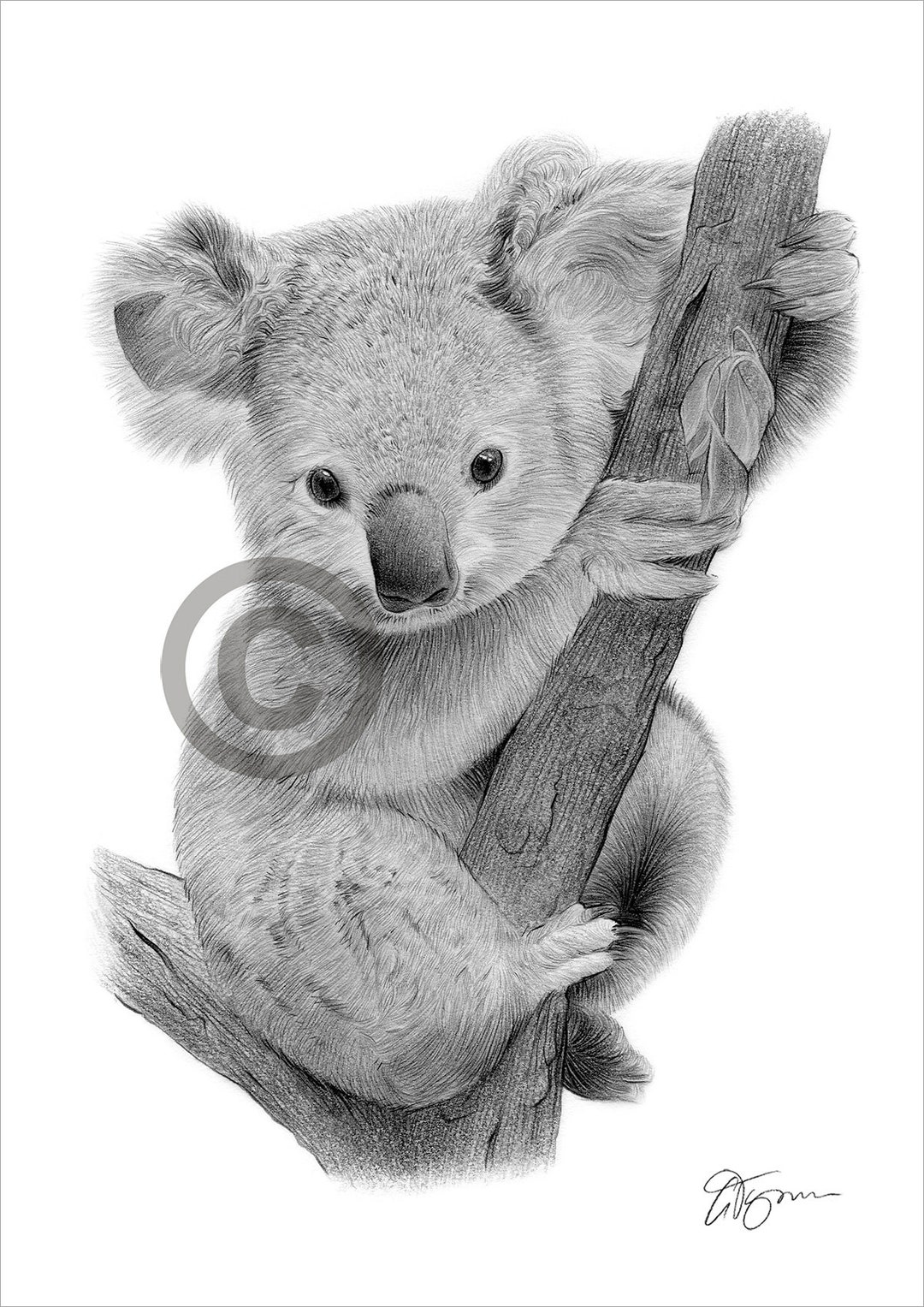 Baby Koala Pencil Drawing Print Wildlife Art Artwork Signed by Artist Gary  Tymon 2 Sizes Ltd Ed 50 Prints Only Pencil Portrait -  Canada