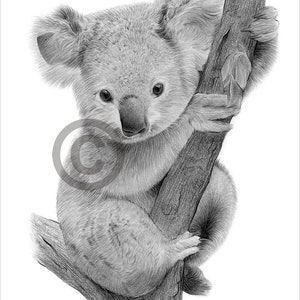 Baby Koala pencil drawing print - wildlife art - artwork signed by artist Gary Tymon - 2 sizes - Ltd Ed 50 prints only - pencil portrait