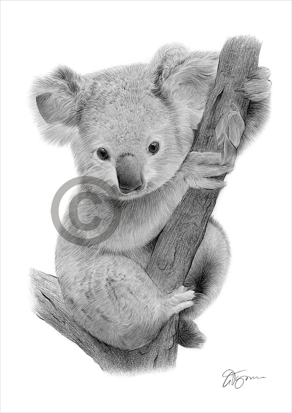 Baby Koala pencil drawing print - wildlife art - artwork signed by artist  Gary Tymon - 2 sizes - Ltd Ed 50 prints only - pencil portrait