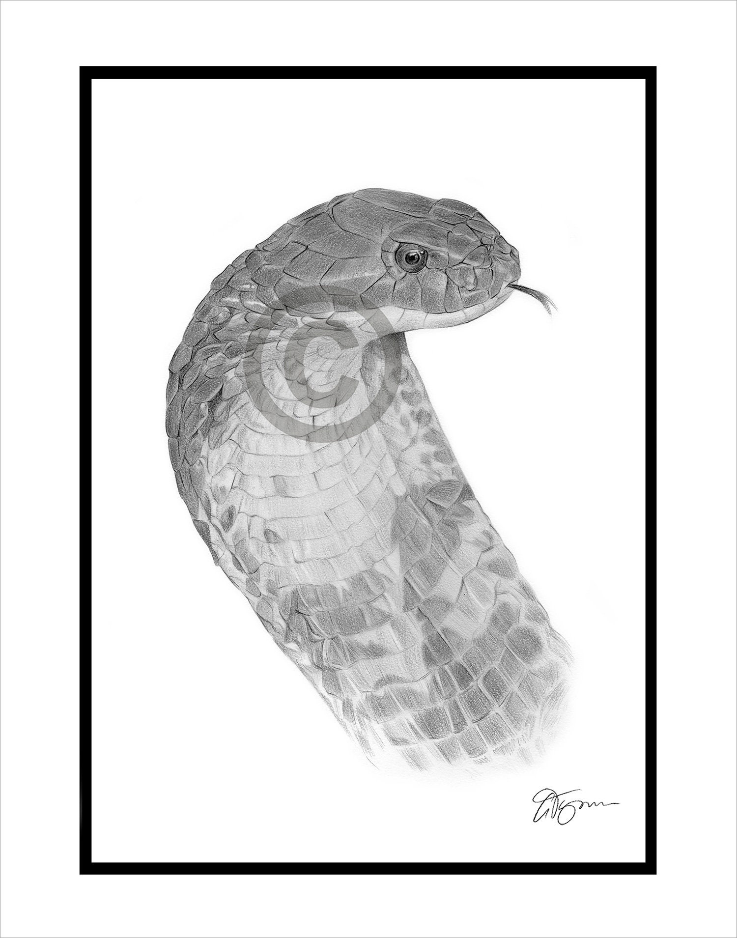 KING COBRA Original B&W Pencil Drawing Portrait Size 11.75 X 8.25 Mount  matte Size 14 X 11 Signed Animal Wildlife Art - Etsy