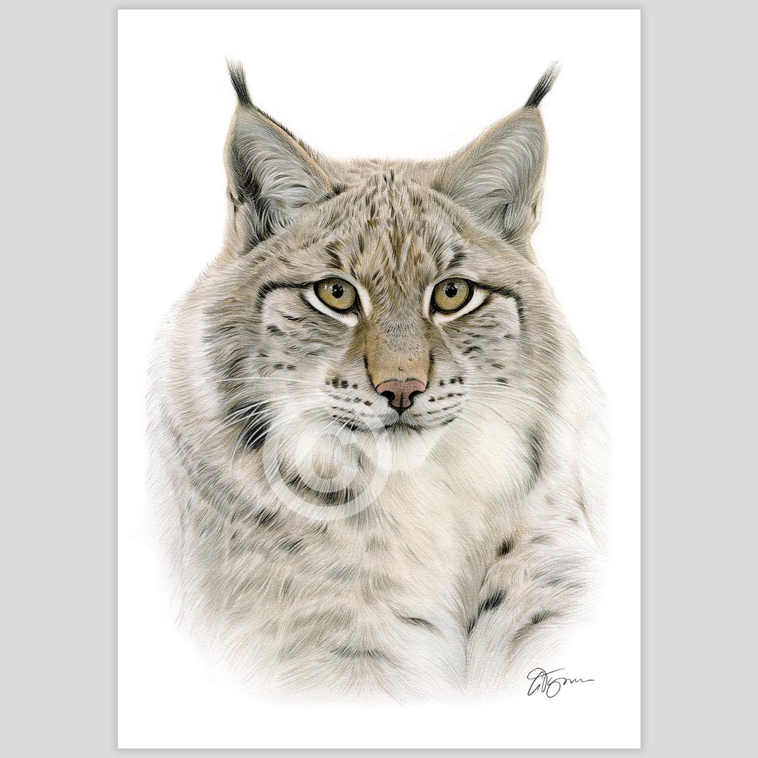 オオヤマネコ　色鉛筆画 オオヤマネコの色鉛筆画プリント | 野生動物の肖像画 | アーティスト G