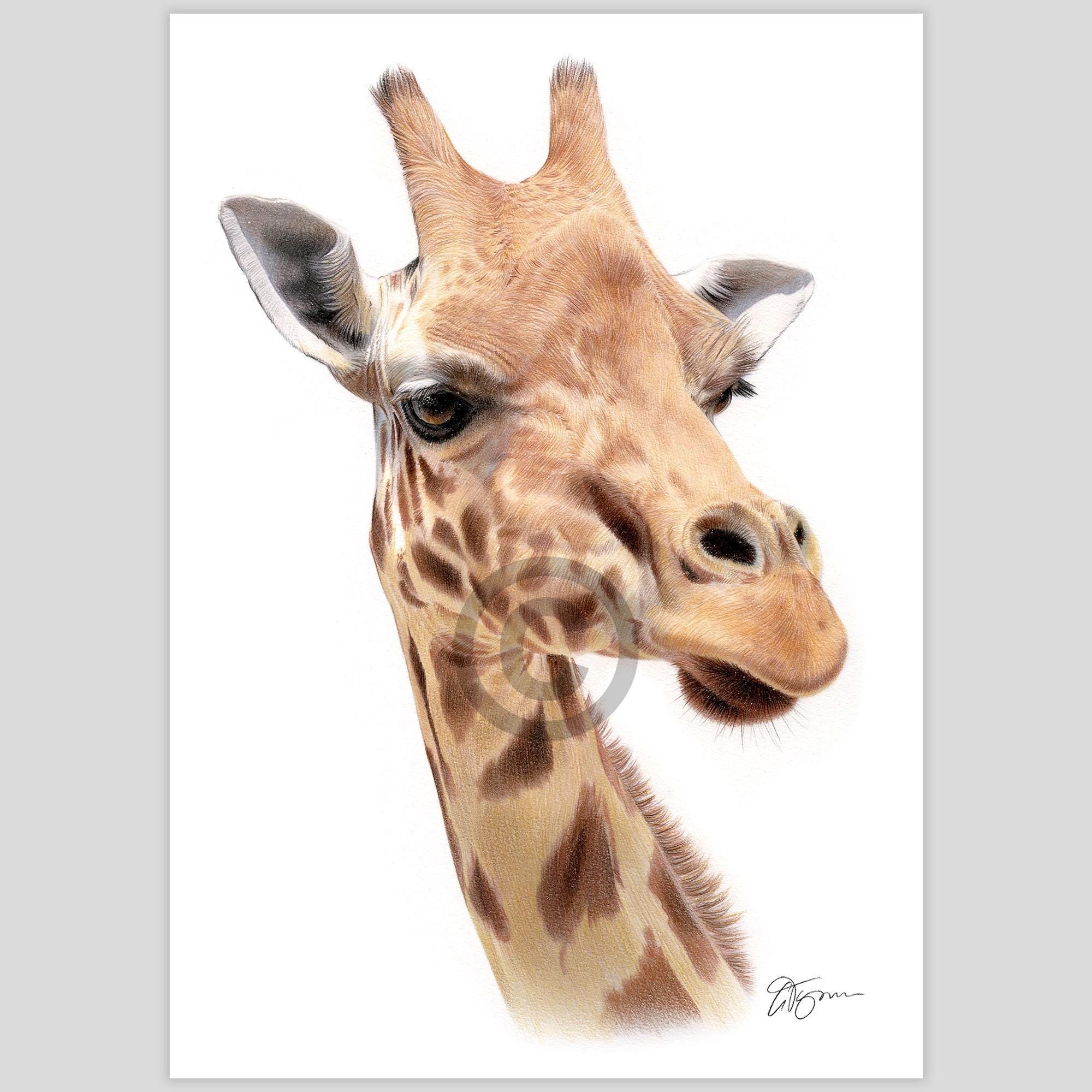 Artist Interview - Alix Fuerst - Strathmore Artist Papers, image size:2000x2000