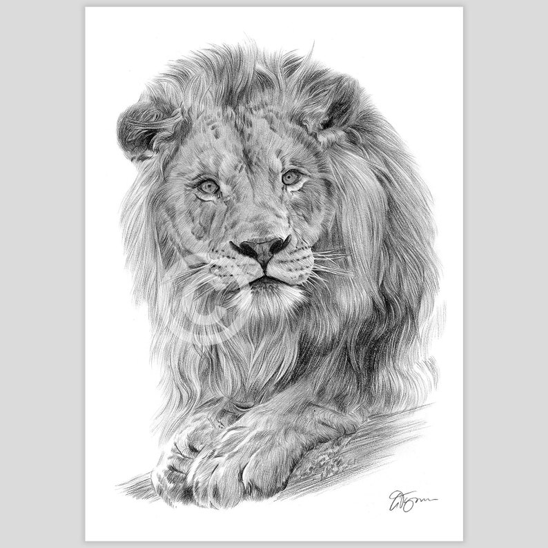Pencil drawing artwork print of an African Lion, by UK artist Gary Tymon.