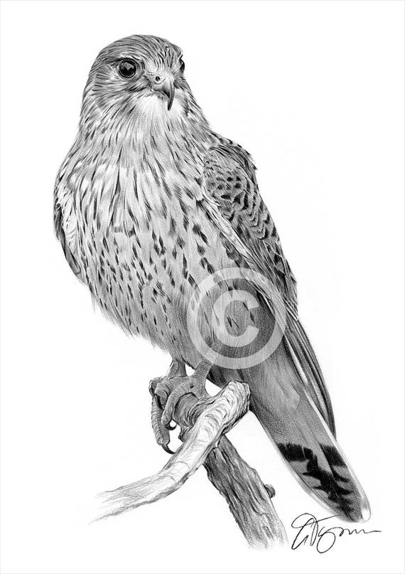 Oiseau Faucon Crécerelle Dessin Au Crayon Impression Oeuvre 2 Tailles Signé Par Lartiste Gary Tymon Ltd Ed 50 Tirages Seulement Portrait Au
