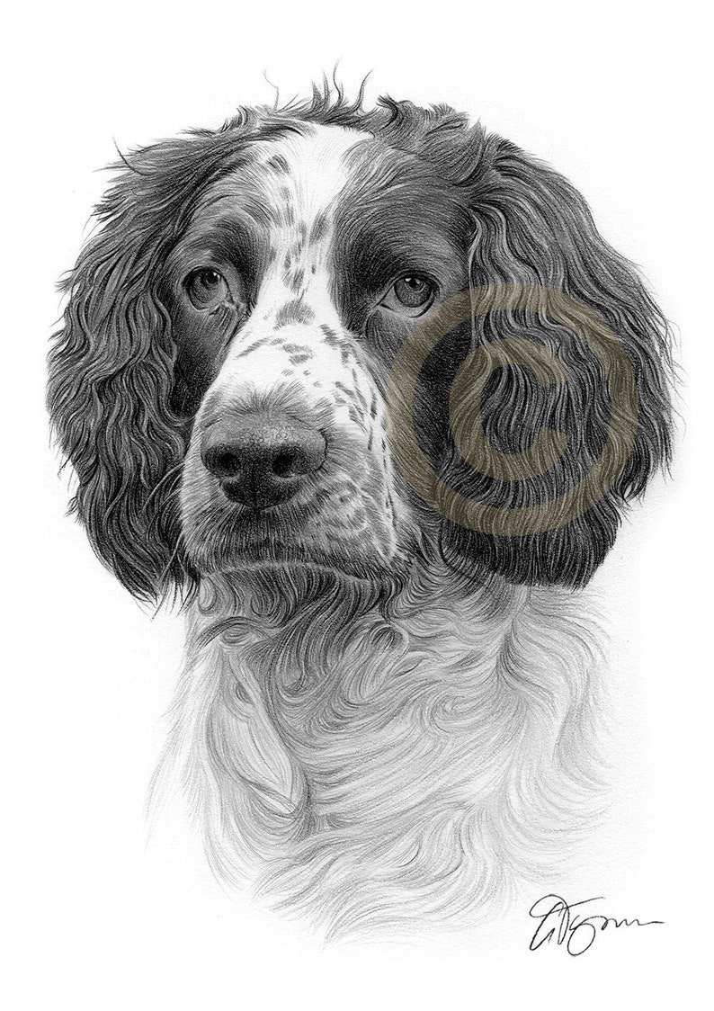 Springer Spaniel dog art pencil drawing print artwork Etsy