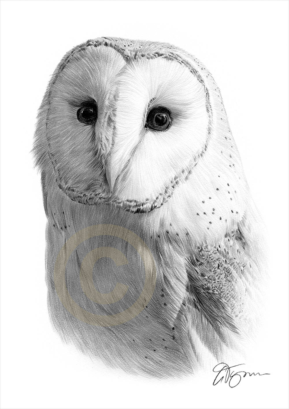 Barn Owl pencil drawing print wildlife art artwork signed ...