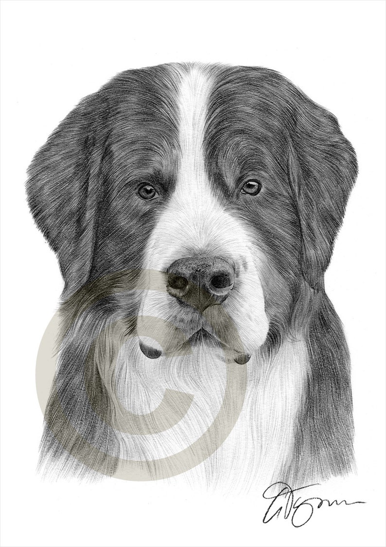 Bouvier Bernois imprimer dessin crayon oeuvre signée par  Etsy Canada