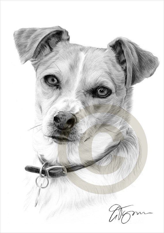 Chien Jack Russell Terrier dessin au crayon impression