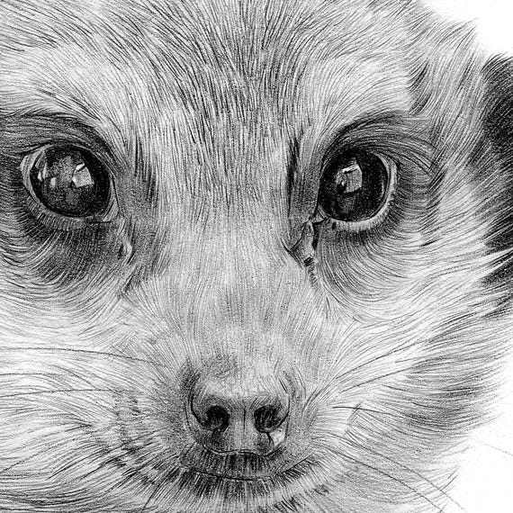 ミーアキャットの鉛筆画プリント | 野生動物の肖像画 | アーティスト