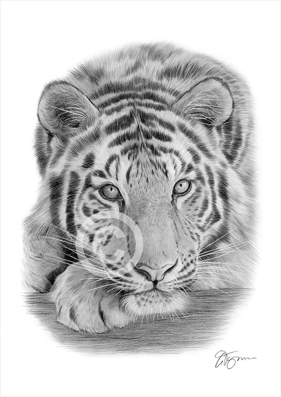 Sumatran Tiger Pencil Drawing Print Big Cat Art Artwork Signed by