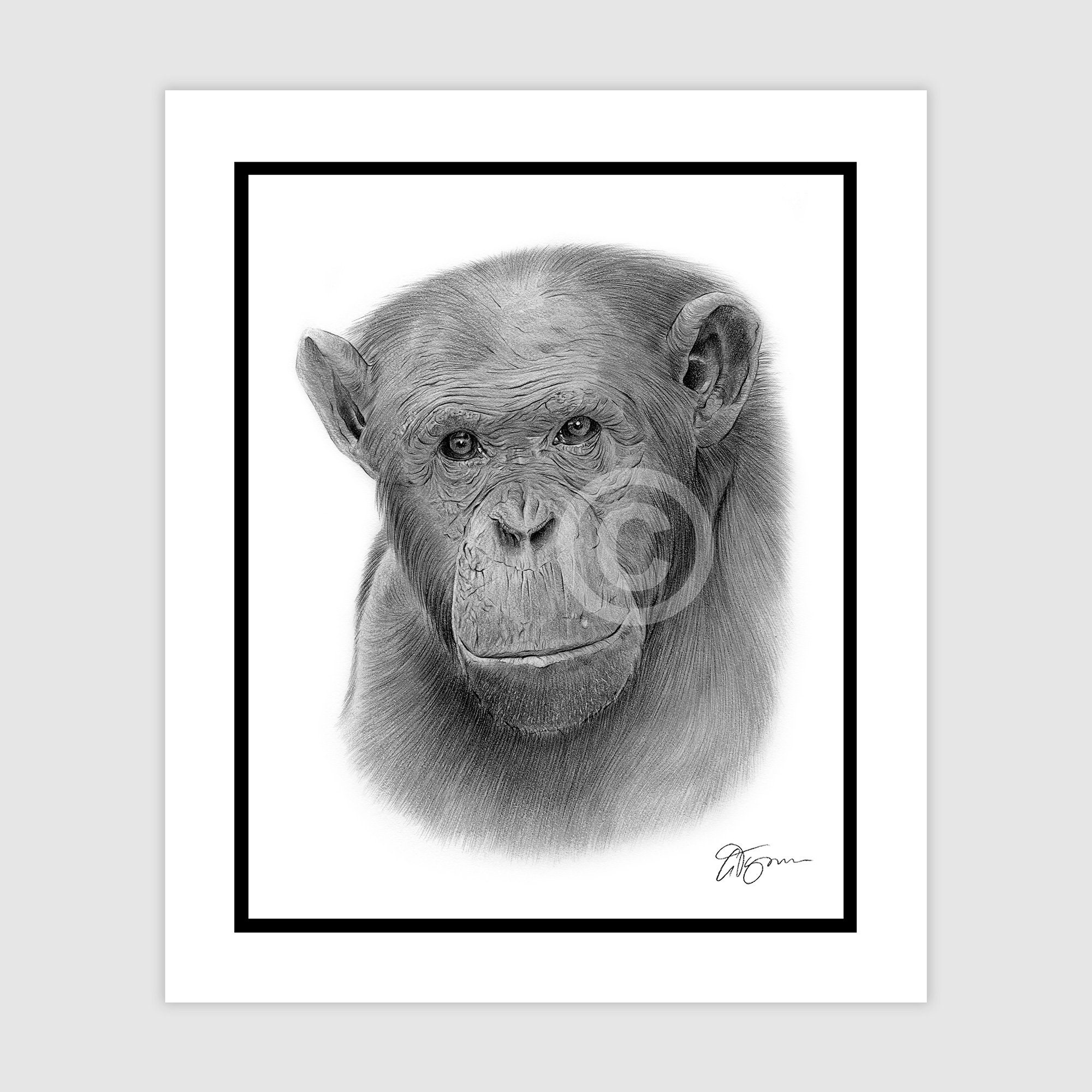 CHIMPANZEE - Original B&W Pencil Drawing - Portrait Size 10