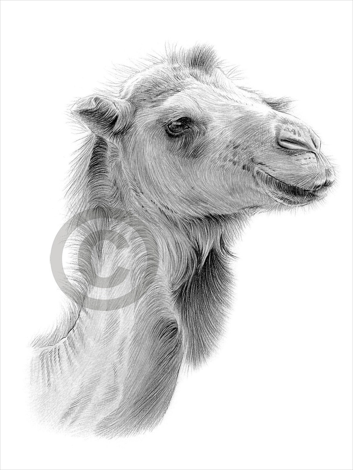 Digital Download Pencil Drawing of a Camel Artwork by UK Etsy