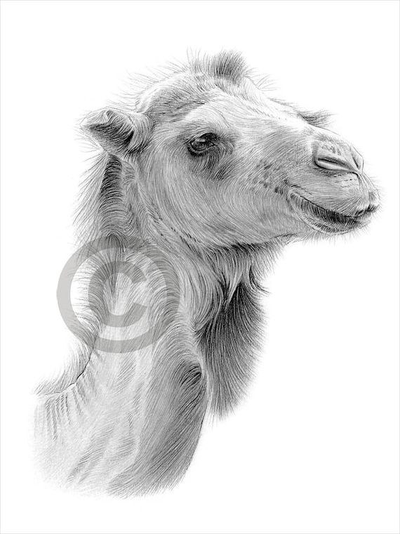 Camel  Drawing Skill