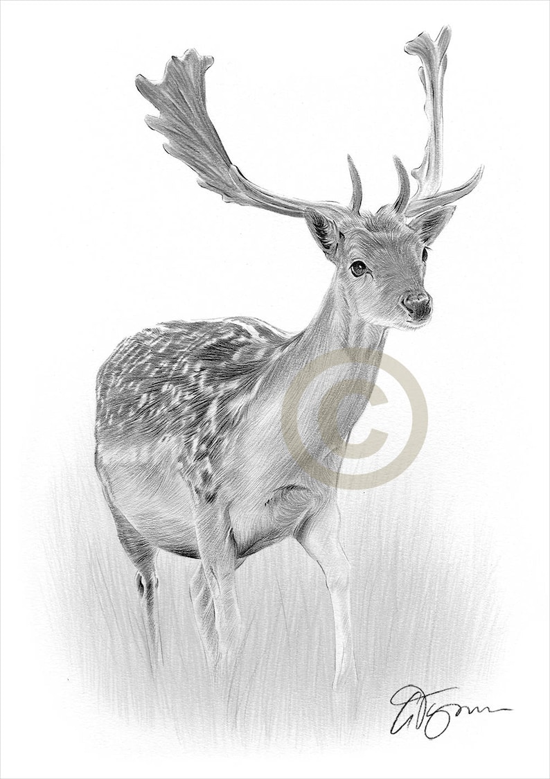 Daniele Ołówek Rysunek Drukuj Wildlife Art Grafika Podpisana Przez Artystę Gary Tymon Ltd Ed 50 Drukuje Tylko 2 Rozmiary Portret Zwierząt