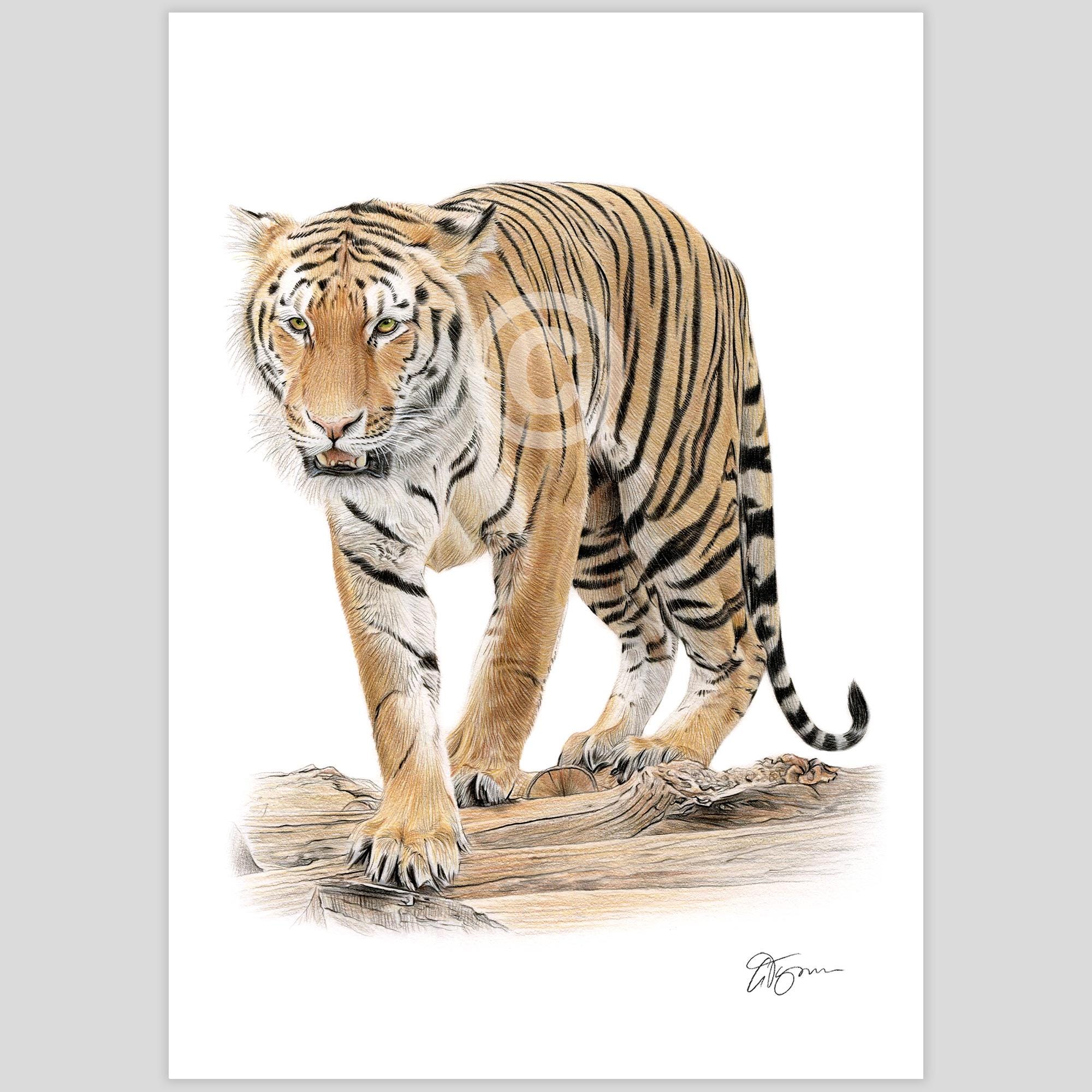 Tiger Walking Portrait - Color Pencil Drawing Print - Big Cat Art
