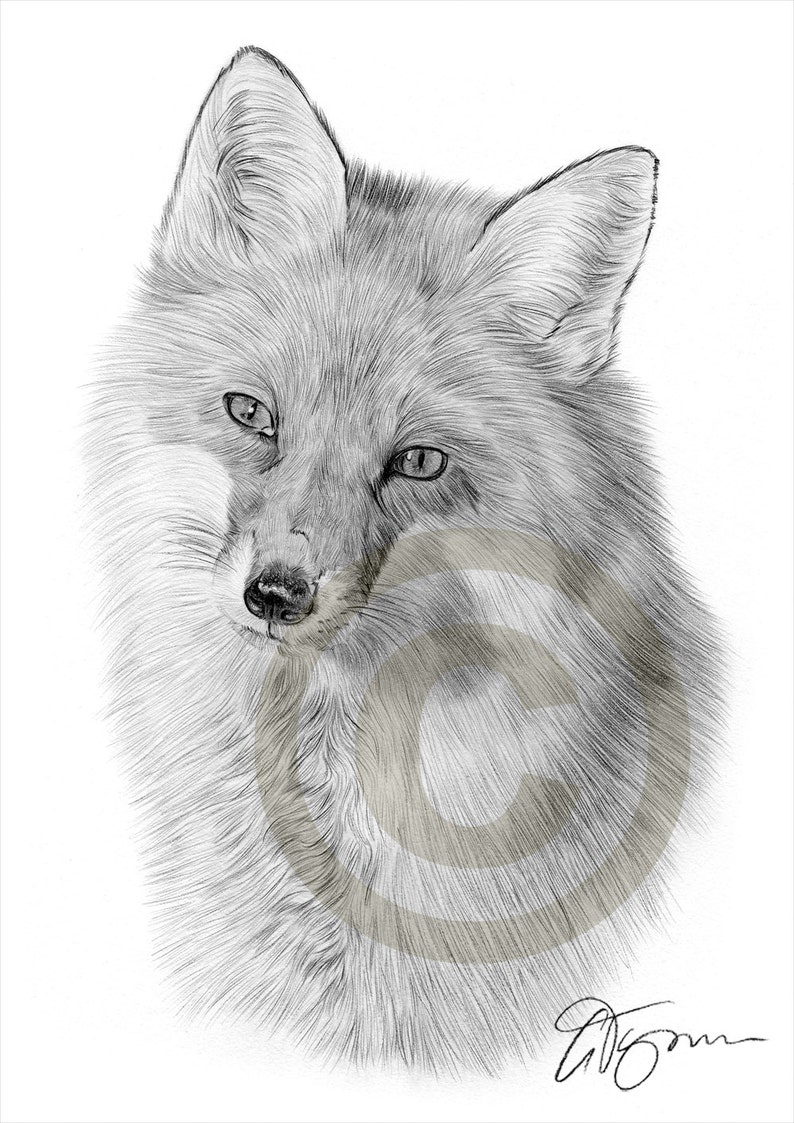 Volpe Rossa Matita Disegno Fauna Arte Opera Darte Etsy