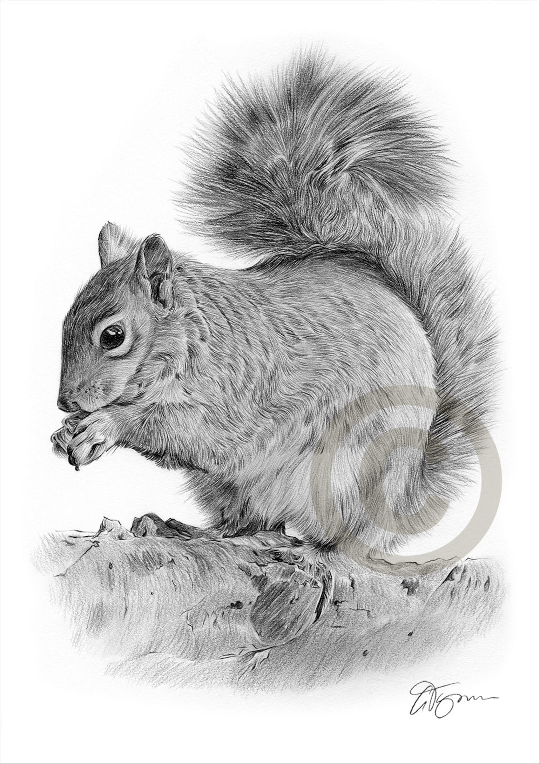Grey Squirrel Artwork Pencil Drawing Print British Wildlife Art Artwork  Signed by Artist Gary Tymon 2 Sizes Animal Portrait 