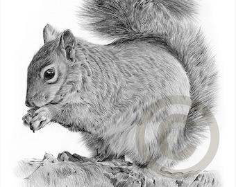 Grey Squirrel artwork - tirage au crayon - british wildlife art - oeuvre signée par l’artiste Gary Tymon - 2 tailles - portrait animalier