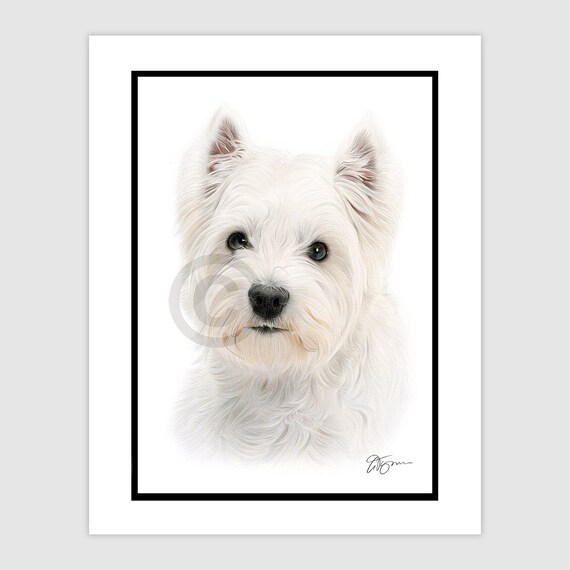 West Highland White Terrier Original Color Pencil Drawing