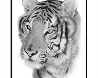 オリジナルの虎の鉛筆画 – 野生動物アート、サイン入り（額装済み、14