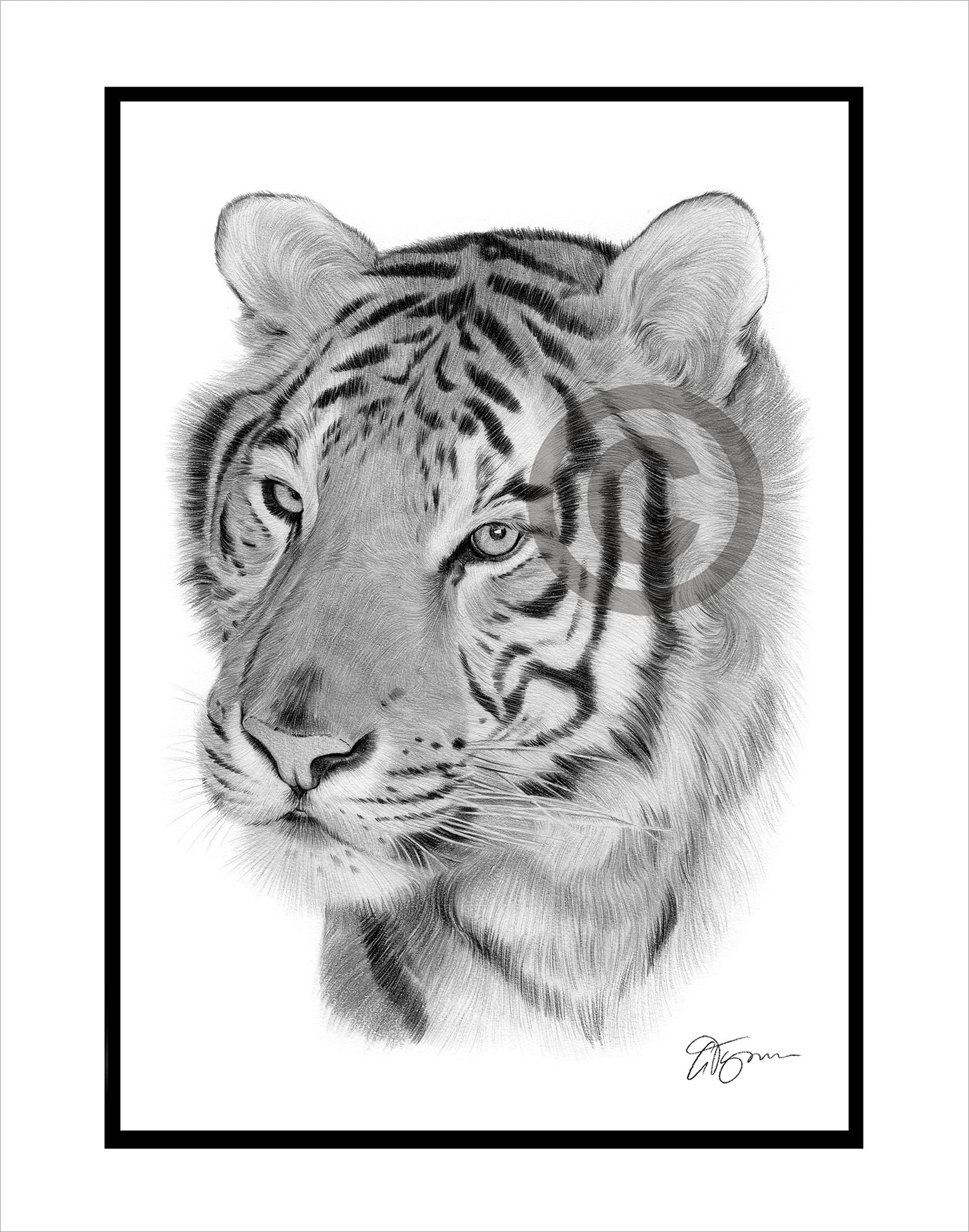 オリジナルの虎の鉛筆画 – 野生動物アート、サイン入り（額装済み、14