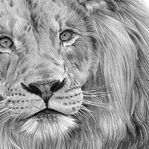 Close up of a pencil drawing artwork print of an African Lion, by UK artist Gary Tymon.