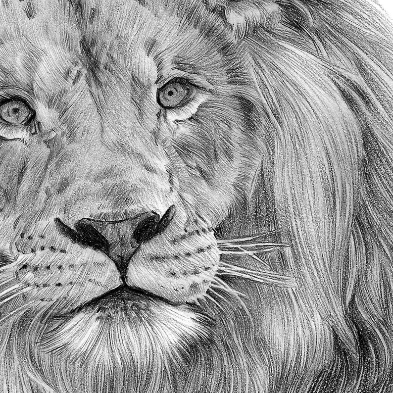 Close up of a pencil drawing artwork print of an African Lion, by UK artist Gary Tymon.