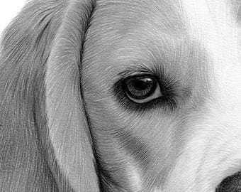 ビーグル犬の鉛筆画 - ファインアート犬のスケッチ（デジタル