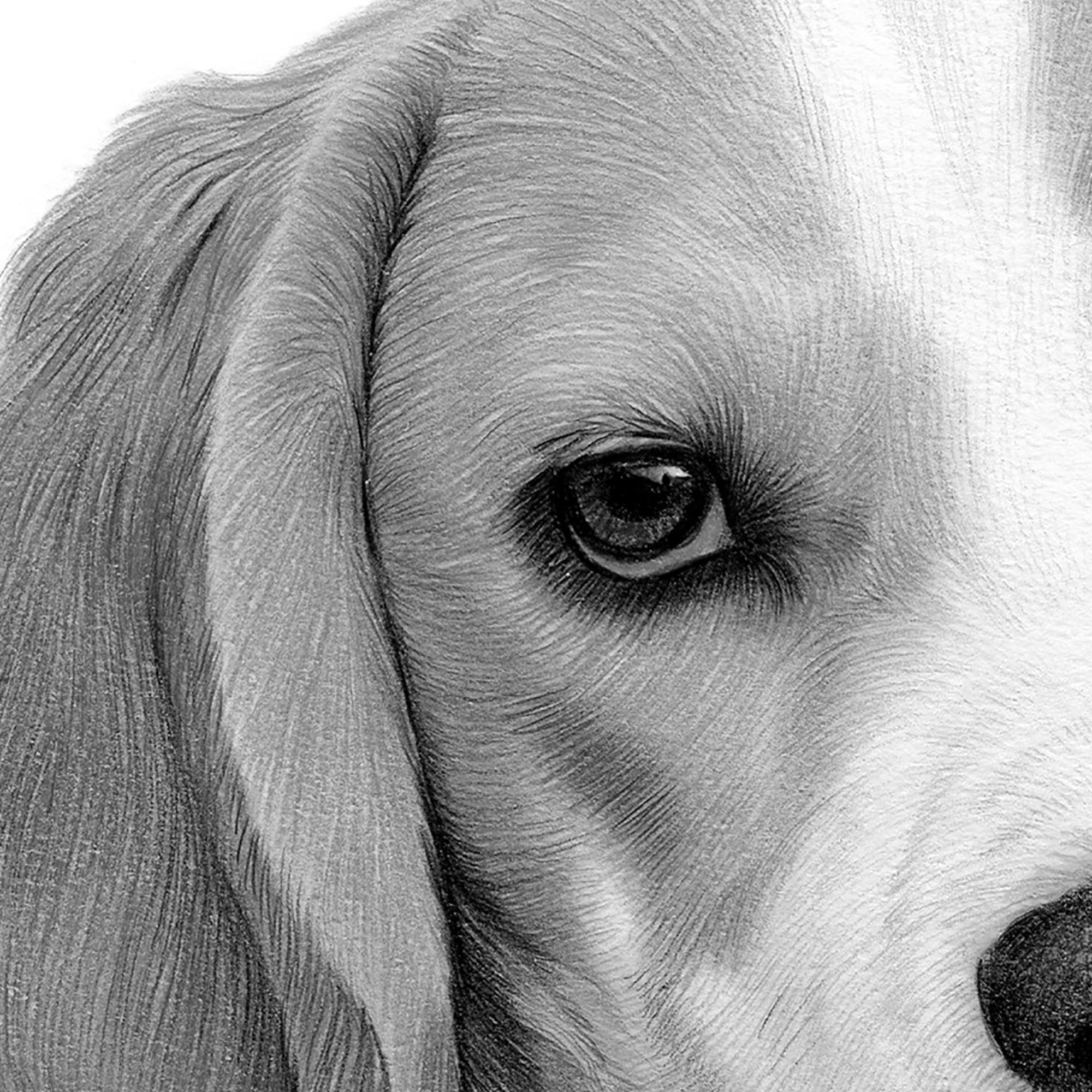 ビーグル犬の鉛筆画 - ファインアート犬のスケッチ（デジタル