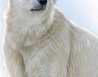 シロクマの色鉛筆画アートプリント | 動物の肖像画 | アーティスト G