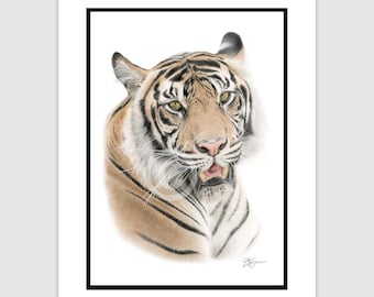 ホワイト タイガーの絵 | 色鉛筆で描いたタイガーのアートワーク
