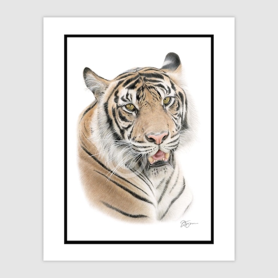 ベンガルトラの肖像画 - オリジナルの色鉛筆画 - サイズ A4 (11.75 x