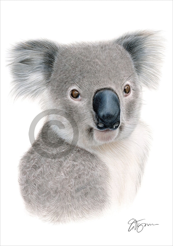 Koala Color Pencil Drawing Print Wildlife Art Artwork - Etsy