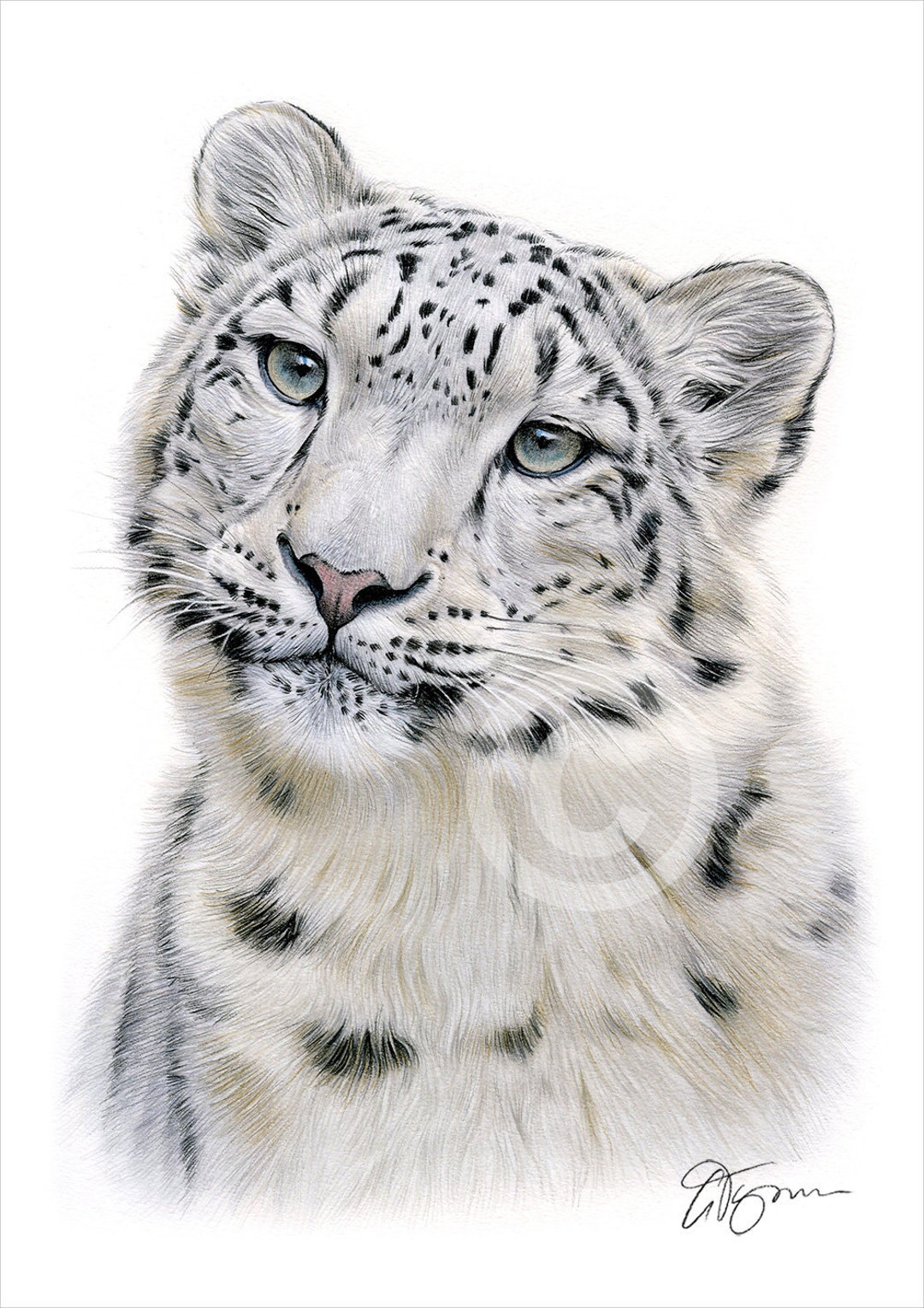 Snow Leopard (Leopard skin) Concept