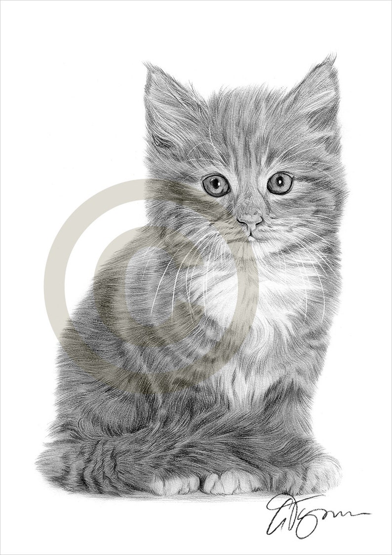 Cat kitten art pencil drawing print artwork signed by artist gary tymon a4 size ltd ed 50 prints only pencil portrait