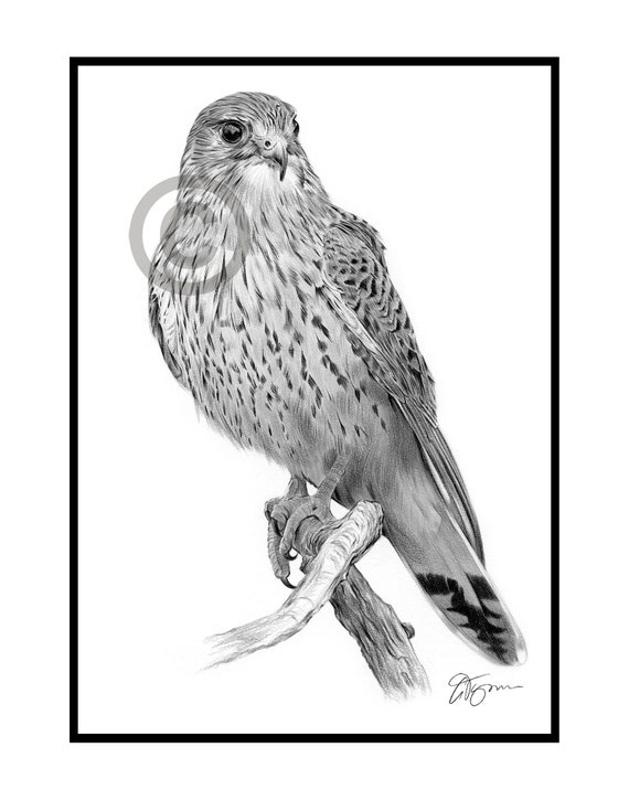 KESTREL pencil drawing art print A4 A3 signed artwork Bird of Prey 