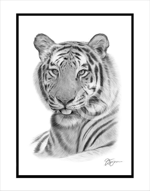 ベンガルトラの鉛筆画 – オリジナル白黒動物画（額装済み、14インチ×11